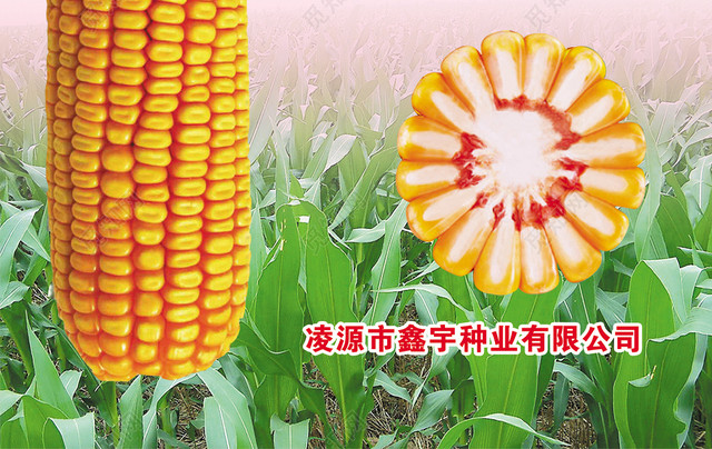 玉米品种 丰收的希望，农业的未来