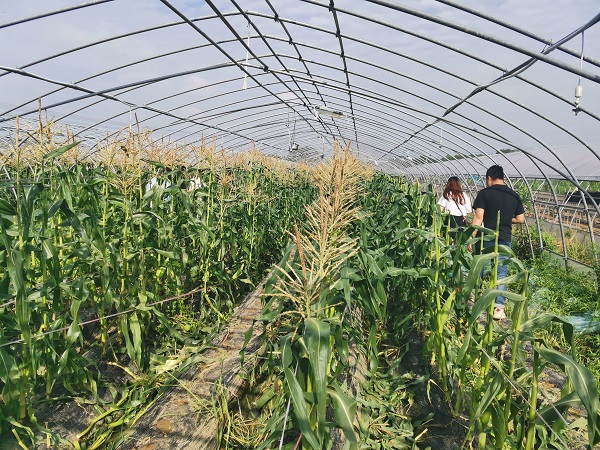 首届南京微玉鲜食玉米采摘节在溧水开幕 助力农作物种植新篇章