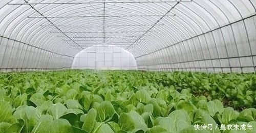 农民如何提高种植收入，规避风险，避开产能过剩的农作物？