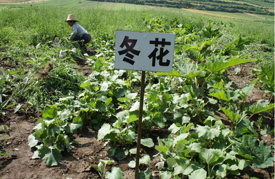2018政府要扶上位的农作物竟然是……农作物种植的转型与机遇