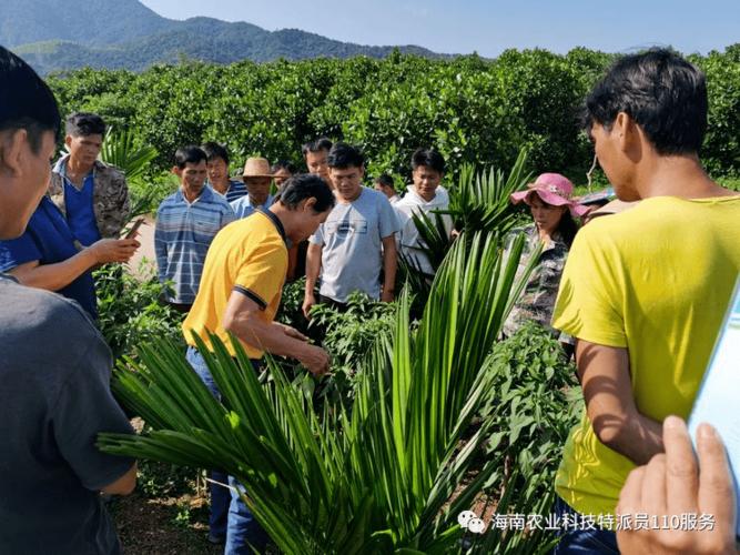 东方多场农作物实用技术培训让农户"零距离"享受"科技盛宴"