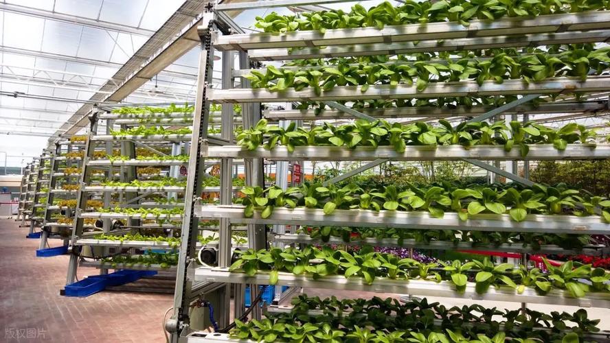 恒温植物工厂:光伏助力立体种植,沙漠长出新鲜蔬果