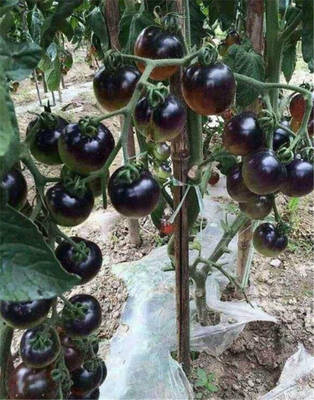 适合春季种植农作物,同样的付出,不一样的收获