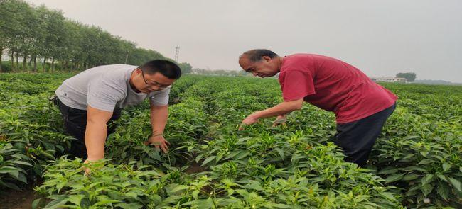 农科院专家支招 农作物种植不用怕，掌握这些要点轻松高产